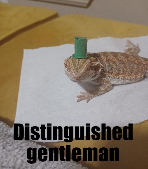 Distinguished gentleman | Distinguished gentleman | image tagged in gentleman,bearded dragon,adorable,fancy | made w/ Imgflip meme maker