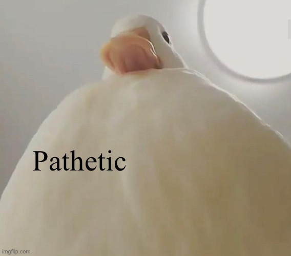 pathetic (duck#1) | Pathetic | image tagged in pathetic duck 1 | made w/ Imgflip meme maker