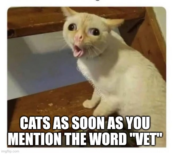 Coughing Cat | CATS AS SOON AS YOU MENTION THE WORD "VET" | image tagged in coughing cat | made w/ Imgflip meme maker