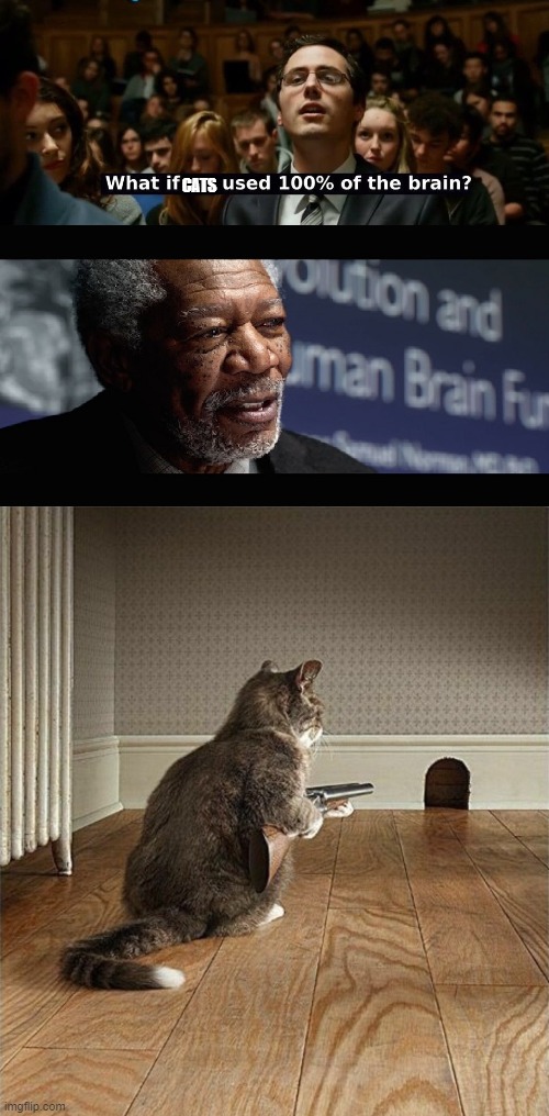 what if cats used 100 of the brain | CATS | image tagged in what if we used 100 of the brain | made w/ Imgflip meme maker
