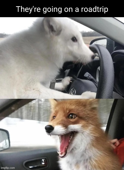 image tagged in dogs | made w/ Imgflip meme maker