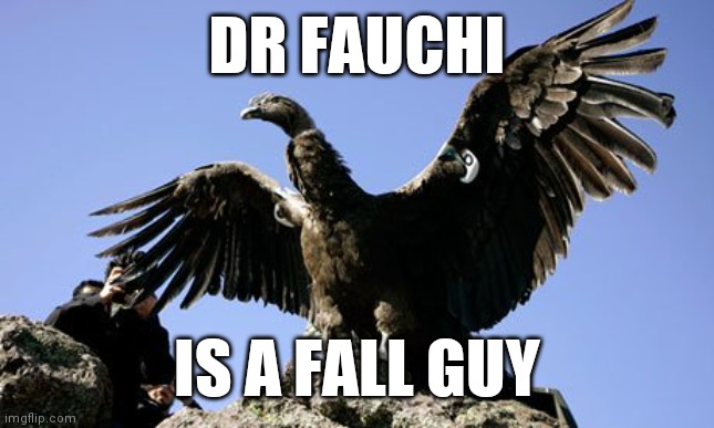 Conspiracy Condor Says | DR FAUCHI; IS A FALL GUY | image tagged in andean condor,prove me wrong | made w/ Imgflip meme maker