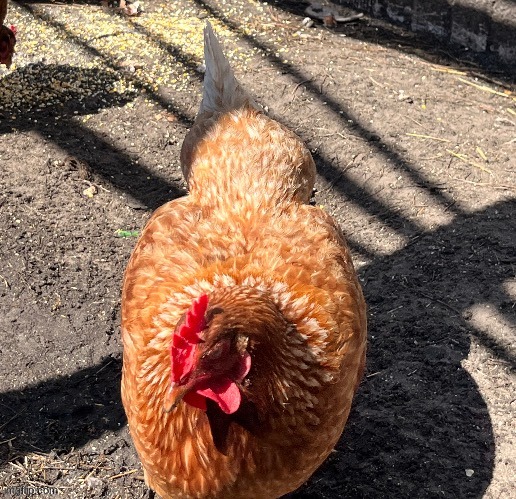 uncensored. | made w/ Imgflip meme maker