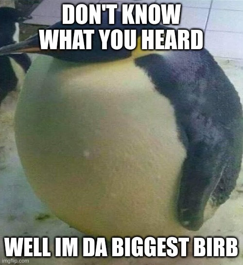 I'm Da Biggest Bird | DON'T KNOW WHAT YOU HEARD WELL IM DA BIGGEST BIRB | image tagged in i'm da biggest bird | made w/ Imgflip meme maker