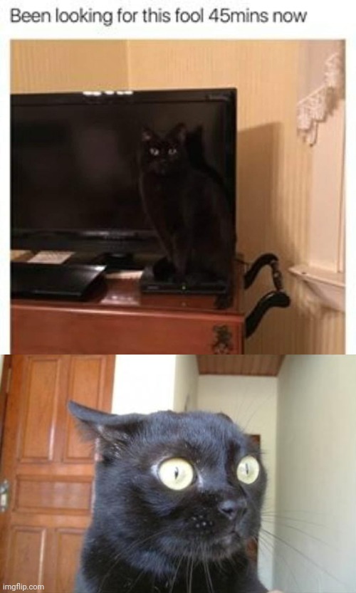 Cat tv camouflage | image tagged in cannot be unseen cat,cats,cat,tv,camouflage,memes | made w/ Imgflip meme maker
