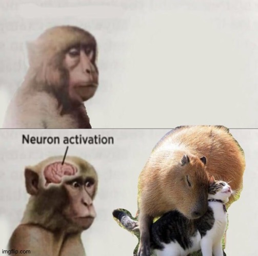 image tagged in memes,funny,wholesome | made w/ Imgflip meme maker