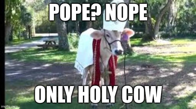 Holy cow | POPE? NOPE; ONLY HOLY COW | image tagged in holy cow | made w/ Imgflip meme maker