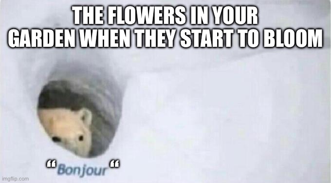 When The Flowers Start Blooming | THE FLOWERS IN YOUR GARDEN WHEN THEY START TO BLOOM; “            “ | image tagged in bonjour bear,flowers,bloom,spring,gardening | made w/ Imgflip meme maker