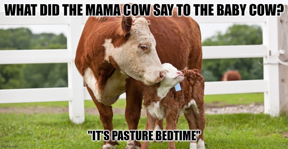 Daily Bad Dad Joke March 6 2023 | WHAT DID THE MAMA COW SAY TO THE BABY COW? "IT'S PASTURE BEDTIME" | image tagged in cow | made w/ Imgflip meme maker