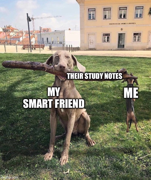 I have done this a lot tbh | THEIR STUDY NOTES; MY SMART FRIEND; ME | image tagged in dog with big stick and small dog | made w/ Imgflip meme maker