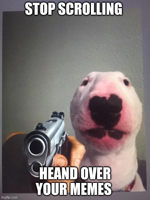 Hand over your memes now! | STOP SCROLLING; HEAND OVER YOUR MEMES | image tagged in dog,funny,robbery | made w/ Imgflip meme maker