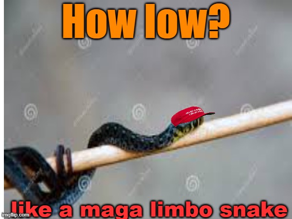 How low? like a maga limbo snake | made w/ Imgflip meme maker