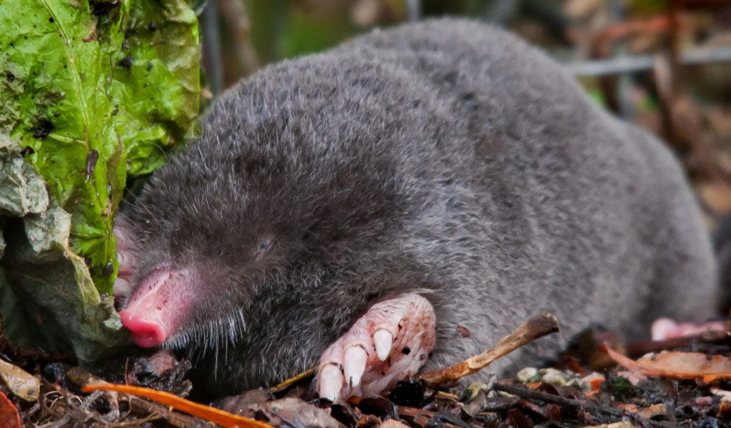 The Mar-a-Lago Mole Blank Meme Template