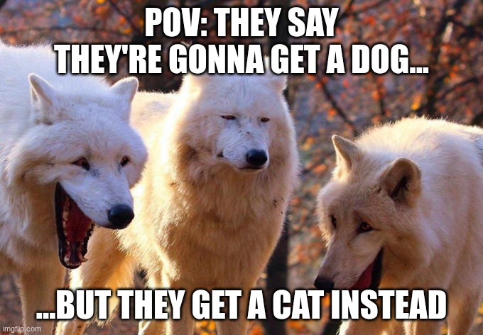 ... | POV: THEY SAY THEY'RE GONNA GET A DOG... ...BUT THEY GET A CAT INSTEAD | image tagged in three laughy wolves | made w/ Imgflip meme maker