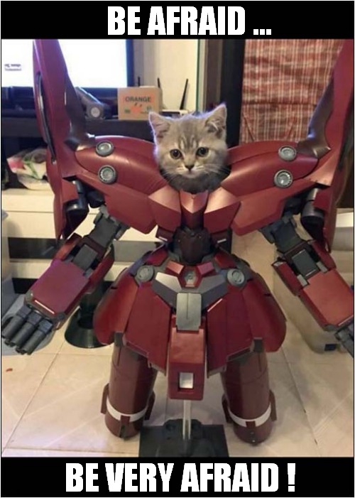 An Armoured Kitten ! | BE AFRAID ... BE VERY AFRAID ! | image tagged in cats,kittens,be afraid,armoured | made w/ Imgflip meme maker