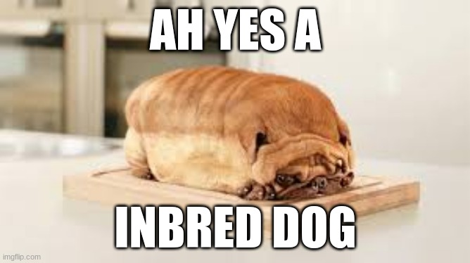 Doggy | AH YES A; INBRED DOG | image tagged in memes | made w/ Imgflip meme maker