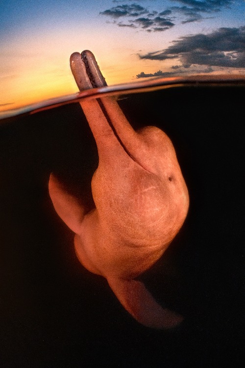Pink river dolphin | image tagged in amazon,river | made w/ Imgflip meme maker