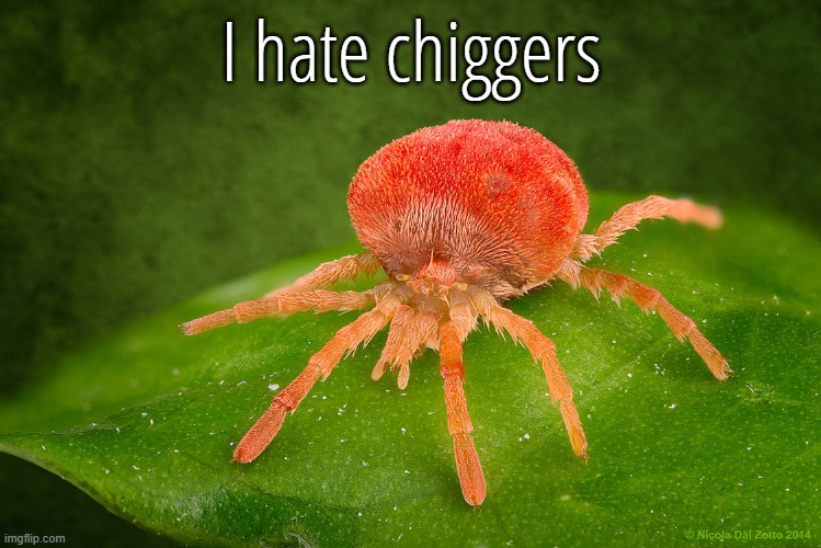 I hate chiggers | made w/ Imgflip meme maker