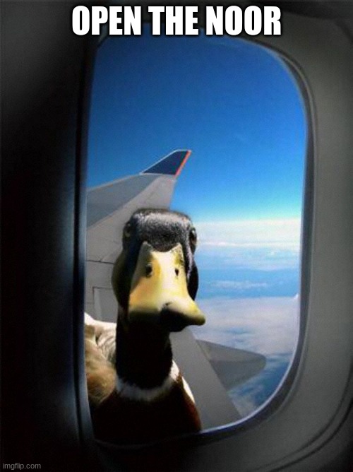 Airplane Duck | OPEN THE NOOR | image tagged in airplane duck | made w/ Imgflip meme maker