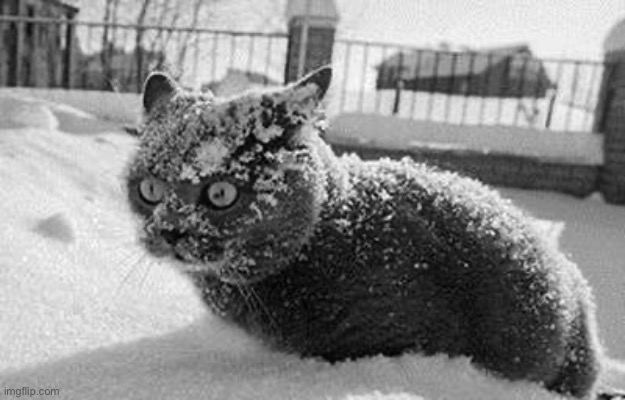 so much cocaine cat | image tagged in so much cocaine cat | made w/ Imgflip meme maker
