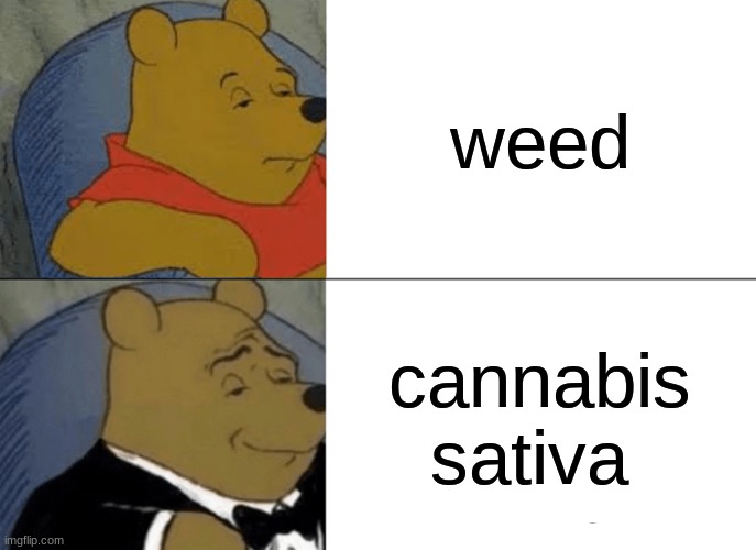 Tuxedo Winnie The Pooh Meme | weed; cannabis sativa | image tagged in memes,tuxedo winnie the pooh | made w/ Imgflip meme maker