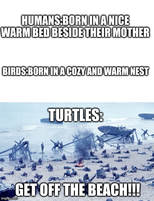 Funny Turtle | HUMANS:BORN IN A NICE WARM BED BESIDE THEIR MOTHER; BIRDS:BORN IN A COZY AND WARM NEST; TURTLES:; GET OFF THE BEACH!!! | image tagged in memes,funny memes,haha,bad day | made w/ Imgflip meme maker