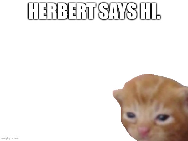 HERBERT SAYS HI. | image tagged in herbert the cat | made w/ Imgflip meme maker