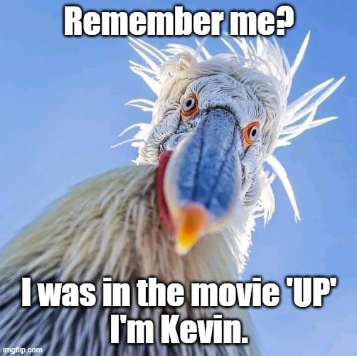 I'm kevin from UP | Remember me? I was in the movie 'UP'
I'm Kevin. | image tagged in up,movie | made w/ Imgflip meme maker