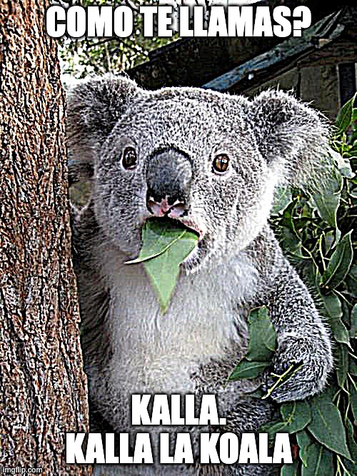 Koala the Koala | COMO TE LLAMAS? KALLA. KALLA LA KOALA | image tagged in memes,surprised koala,spanish | made w/ Imgflip meme maker