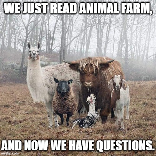 farm animal stare | WE JUST READ ANIMAL FARM, AND NOW WE HAVE QUESTIONS. | image tagged in farm animal stare,english teachers | made w/ Imgflip meme maker