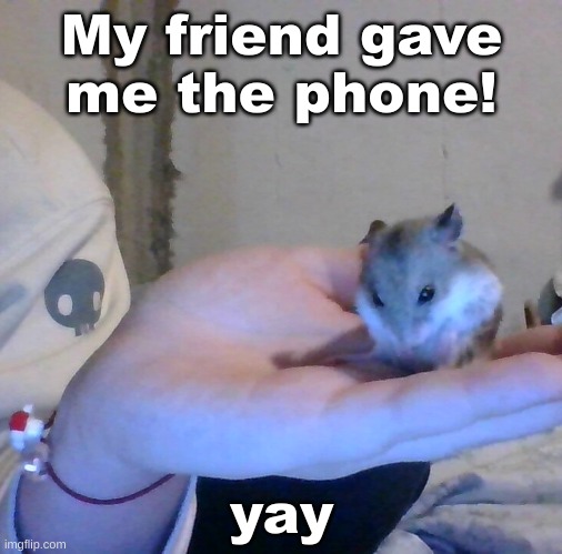 Hampter | My friend gave me the phone! yay | image tagged in hampter | made w/ Imgflip meme maker