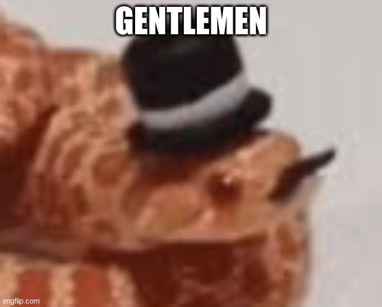 Gentleman Snake | GENTLEMEN | image tagged in gentleman snake | made w/ Imgflip meme maker