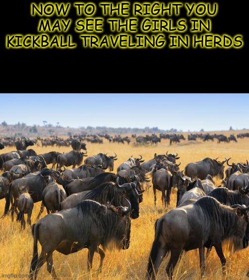 Herd of wildebeests gnus in Africa | NOW TO THE RIGHT YOU MAY SEE THE GIRLS IN KICKBALL TRAVELING IN HERDS | image tagged in herd of wildebeests gnus in africa | made w/ Imgflip meme maker