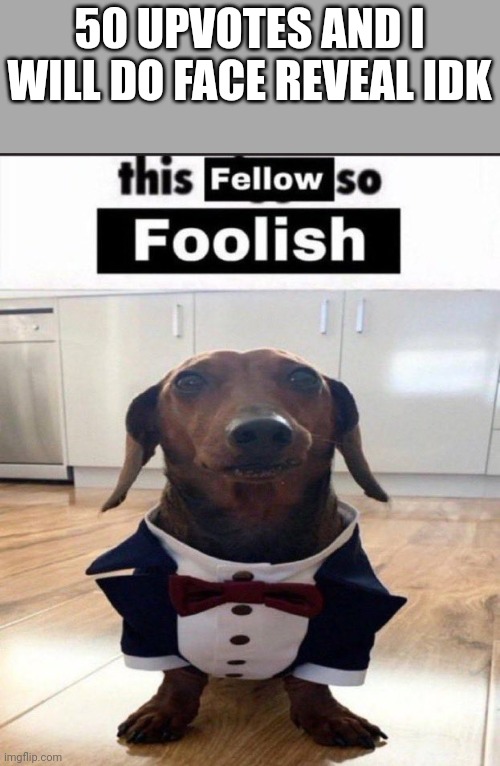 This fellow is so foolish | 50 UPVOTES AND I WILL DO FACE REVEAL IDK | image tagged in this fellow is so foolish | made w/ Imgflip meme maker
