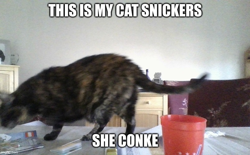 THIS IS MY CAT SNICKERS SHE CONKE | made w/ Imgflip meme maker