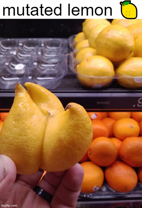 mutated lemon ? | mutated lemon 🍋 | image tagged in food,memes,funny | made w/ Imgflip meme maker