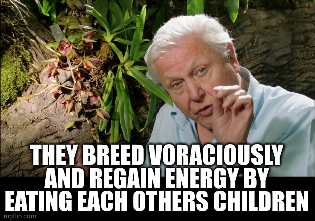 David Attenborough | THEY BREED VORACIOUSLY AND REGAIN ENERGY BY EATING EACH OTHERS CHILDREN | image tagged in david attenborough | made w/ Imgflip meme maker