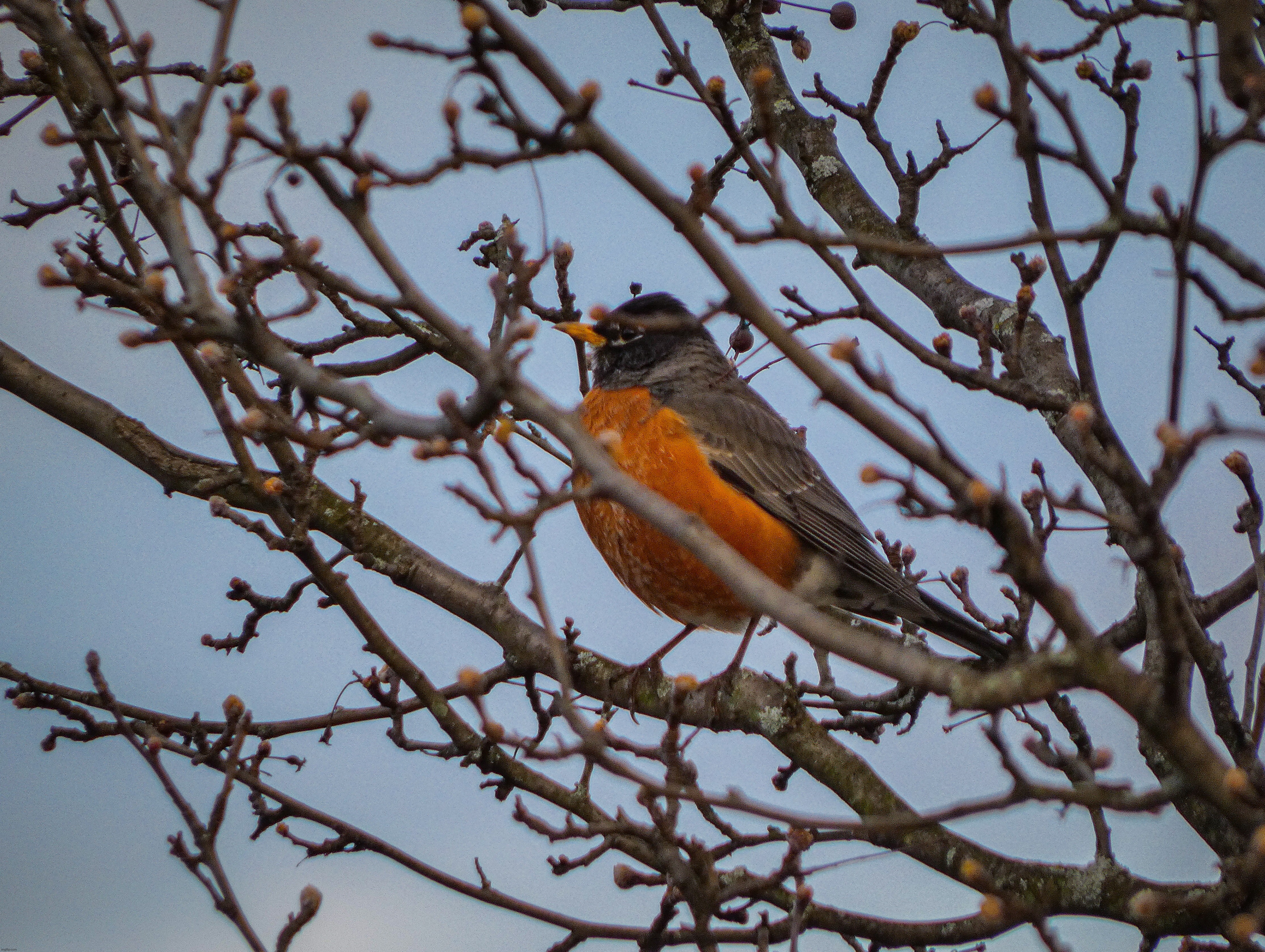A picture of a Robin in an tree that I took yesterday | image tagged in share your own photos | made w/ Imgflip meme maker