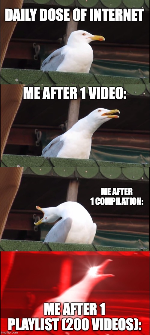 This is YOUR Daily Dose Of Internet | DAILY DOSE OF INTERNET; ME AFTER 1 VIDEO:; ME AFTER 1 COMPILATION:; ME AFTER 1 PLAYLIST (200 VIDEOS): | image tagged in memes,inhaling seagull,daily dose of internet,overdose,youtube,internet | made w/ Imgflip meme maker