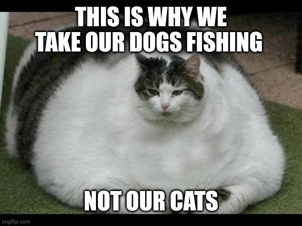 fat cat 2 | THIS IS WHY WE TAKE OUR DOGS FISHING; NOT OUR CATS | image tagged in fat cat 2 | made w/ Imgflip meme maker