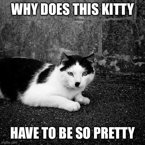 WHY DOES THIS KITTY; HAVE TO BE SO PRETTY | made w/ Imgflip meme maker