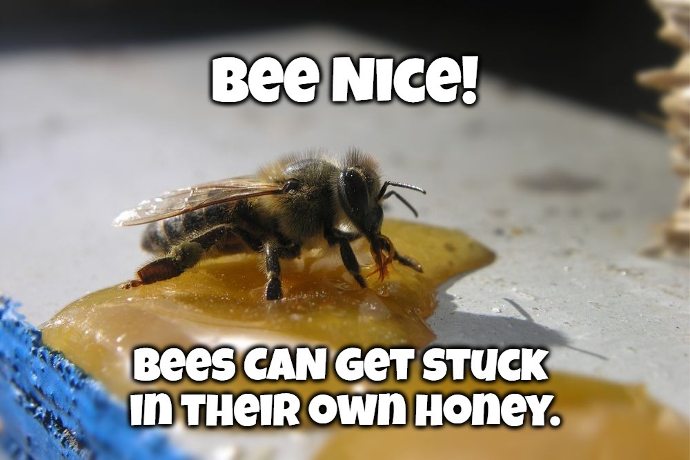 Bee Nice! | image tagged in bees,birds and bees,bee gees,honey bees,honey tell me what's wrong,i love honey | made w/ Imgflip meme maker