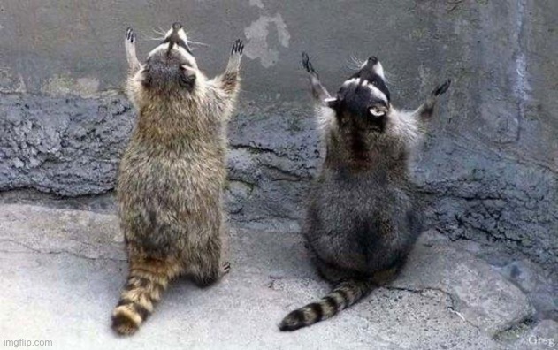 Raccoon Worshipping | image tagged in raccoon worshipping | made w/ Imgflip meme maker