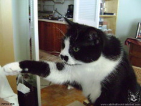 kitler | image tagged in kitler | made w/ Imgflip meme maker