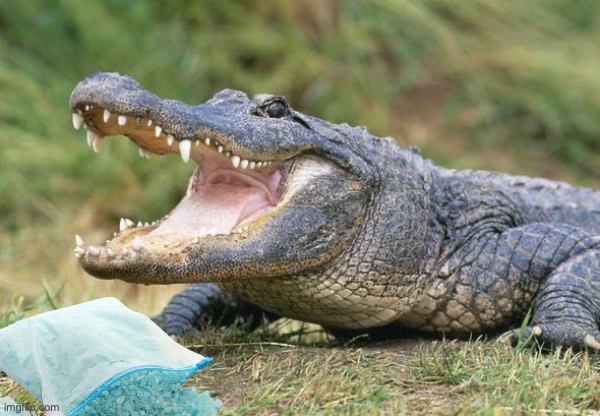 you've heard of cocaine bear, now get ready for... | image tagged in coming july 2028,from the godforsaken,state of florida | made w/ Imgflip meme maker