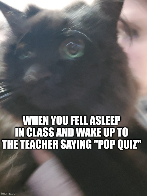 Insert very clever title here | WHEN YOU FELL ASLEEP IN CLASS AND WAKE UP TO THE TEACHER SAYING "POP QUIZ" | image tagged in cats,new template | made w/ Imgflip meme maker