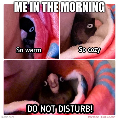 NOOO!! I DON'T WANNA GET UP!!!!!!! | ME IN THE MORNING | image tagged in birds,sleep,relatable,meme | made w/ Imgflip meme maker