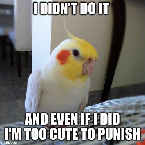 he's not wrong | I DIDN'T DO IT; AND EVEN IF I DID I'M TOO CUTE TO PUNISH | image tagged in cute parrot | made w/ Imgflip meme maker