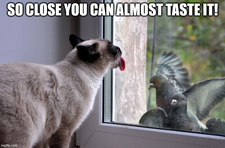 So close... | SO CLOSE YOU CAN ALMOST TASTE IT! | image tagged in cat,funny cats,lolcats | made w/ Imgflip meme maker