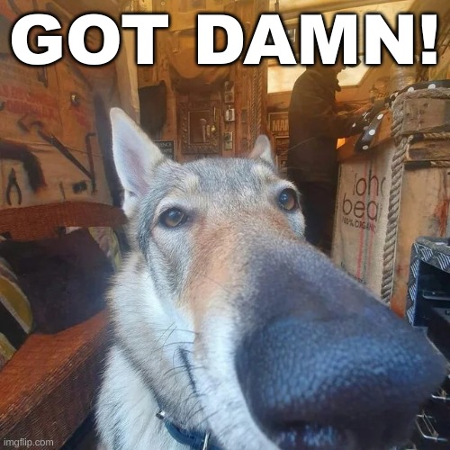 Got Damn Dog | GOT DAMN! | image tagged in got damn dog | made w/ Imgflip meme maker